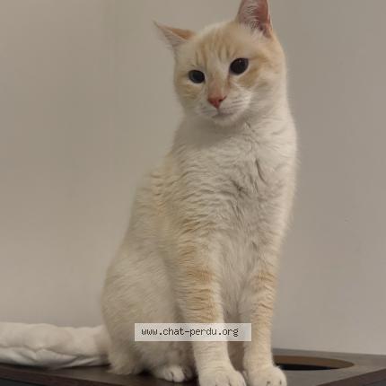 Photo 1/1 Mama Chat perdu à Cransac