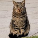 Photo de chat perdu à Gland