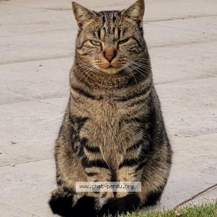 Photo 1/1 Chat retrouvé Perdu à Gland