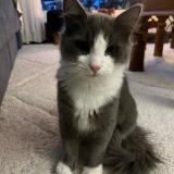 Photo de chat perdu à Boussy St Antoine