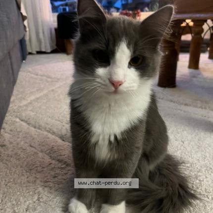 Photo 1/1 Billy Chat perdu à Boussy st antoine