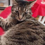 Photo de chat perdu à Nantes