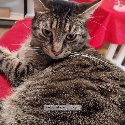 Photo 1/1 Tigrou Chat perdu à Nantes