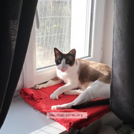 Photo 1/1 Chat retrouvé Perdu à Sainte consorce