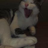 Photo de chat perdu à Rochefort