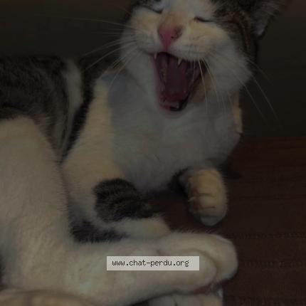 Photo 1/1 Pattoune Chat perdu à Rochefort