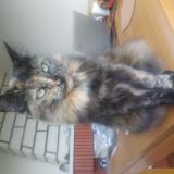 Photo de chat perdu à Melle