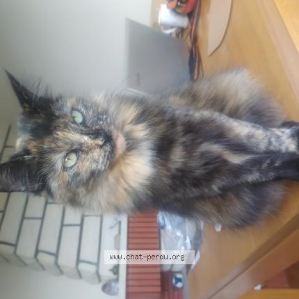 Photo 1/1 Philo Chat perdu à Melle