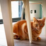 Photo de chat perdu à Noyal Muzillac