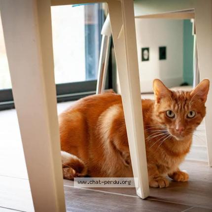 Photo 1/1 Isidor Chat perdu à Noyal muzillac