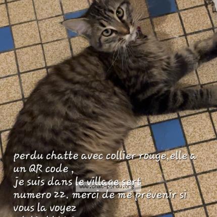 Photo 1/1 Iris Chat perdu à La chapelle de brain