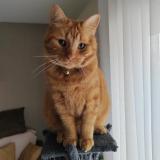 Photo de chat perdu à La Chapelle St Luc