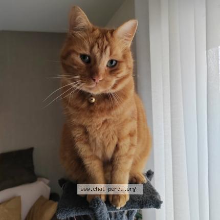 Photo 1/1 FILOU Chat perdu à La chapelle st luc