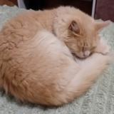 Photo de chat perdu à Espira De Lagly