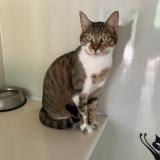 Photo de chat perdu à Orleans