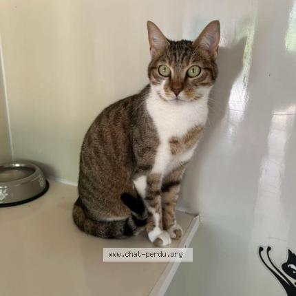 Photo 1/1 Chupa Chat perdu à Orleans