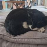 Photo de chat perdu à Gonneville Le Theil Gonneville