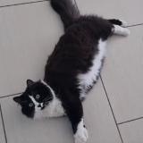 Photo de chat perdu à Plaisance Du Touch