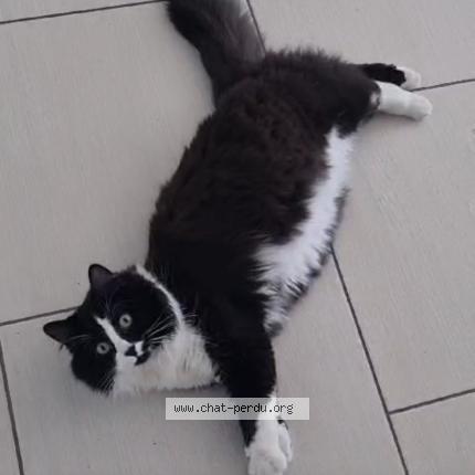 Photo 1/1 Kali Chat perdu à Plaisance du touch