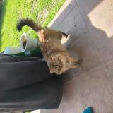 Photo de chat trouvé à Saint Jean De Vedas