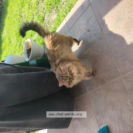 Photo 1/1 Chat trouvé Trouvé à Saint jean de vedas