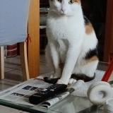 Photo de chat perdu à Gratentour