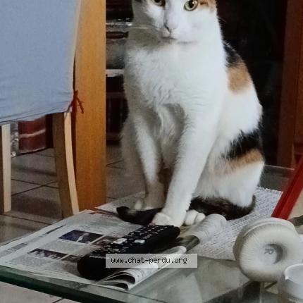 Photo 1/1 Lilith Chat perdu à Gratentour