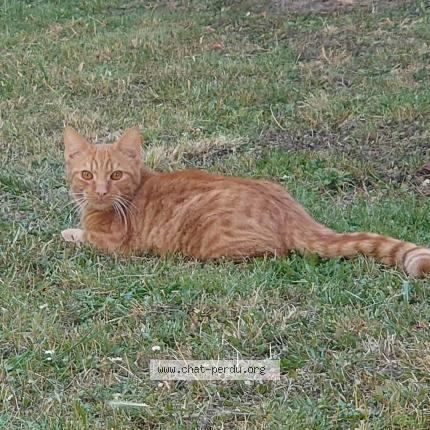 Photo 1/1 RIO Chat perdu à Reims