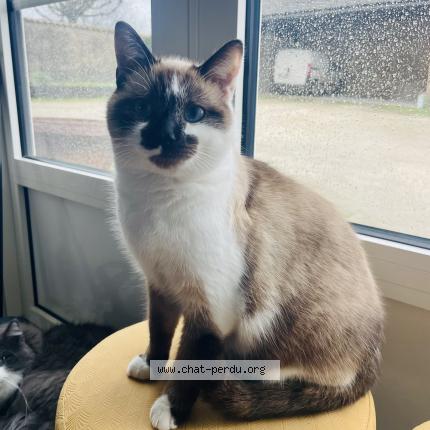 Photo 1/1 Chat retrouvé Perdu à Juillac le coq