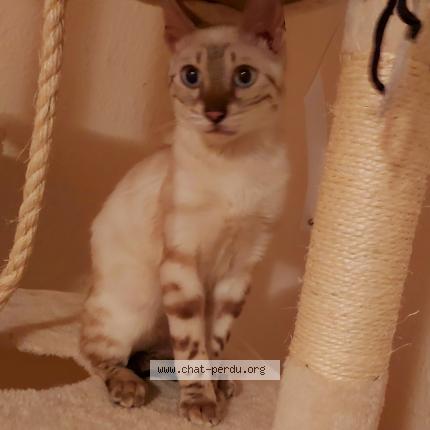 Photo 1/1 Chat retrouvé Perdu à Leguevin