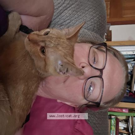 Photo 1/1 Parmesean Chat perdu à Ovid