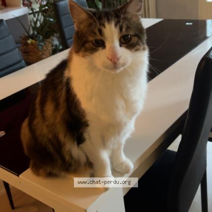 Photo 1/1 Chat retrouvé Perdu à Benevent l abbaye