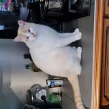 Photo de chat perdu à Anglure Sous Dun