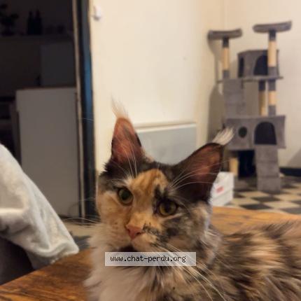 Photo 1/1 June Chat perdu à Ladern sur lauquet