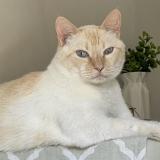 Photo de chat perdu à Genas