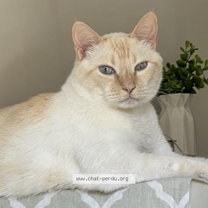 Photo 1/1 Mao Chat perdu à Genas