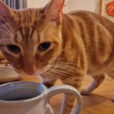 Photo de chat trouvé à Sours