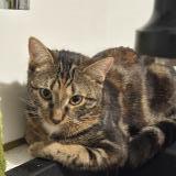 Photo de chat perdu à Corbeil Essonnes 91100