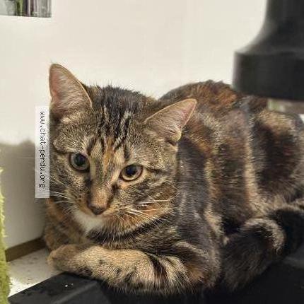 Photo 1/1 Moka Chat perdu à Corbeil essonnes 91100