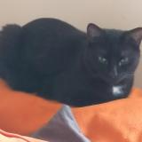 Photo de chat perdu à Saint Etienne Du Rouvray