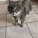 Photo de chat trouvé à Aigrefeuille D Aunis