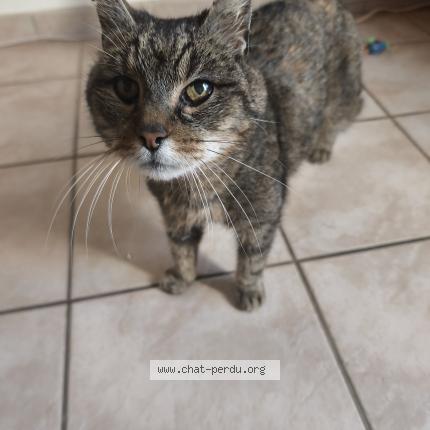Photo 1/3 Chat trouvé Trouvé à Aigrefeuille d aunis