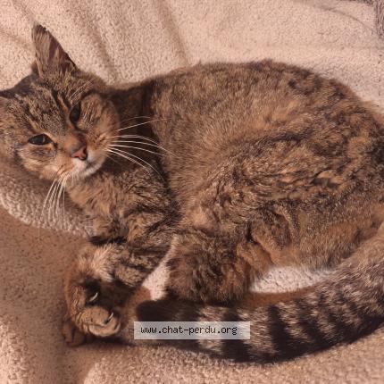 Photo 2/3 Chat trouvé Trouvé à Aigrefeuille d aunis