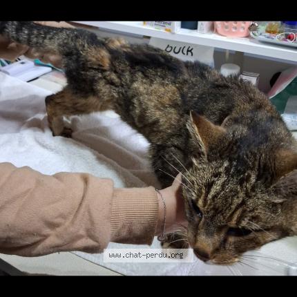 Photo 3/3 Chat trouvé Trouvé à Aigrefeuille d aunis