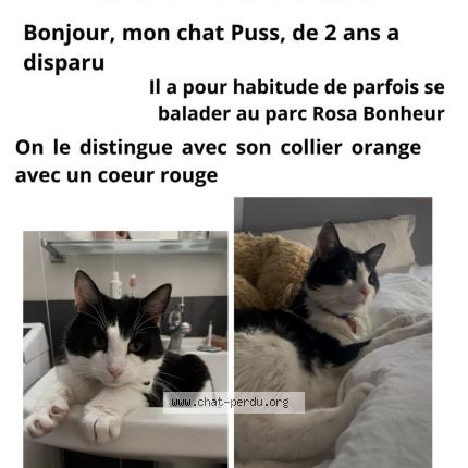 Photo 1/1 Chat retrouvé Perdu à Lille