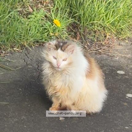 Photo 1/1 Chat trouvé Trouvé à Chateau gonthier