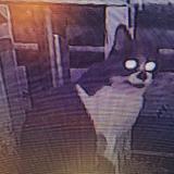 Photo de chat trouvé à Venissieux