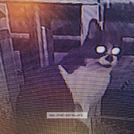 Photo 1/1 Chat trouvé Trouvé à Venissieux
