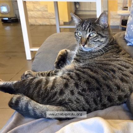 Photo 1/1 Yoda Chat perdu à Pierrevert