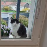 Photo de chat trouvé à Chavigny